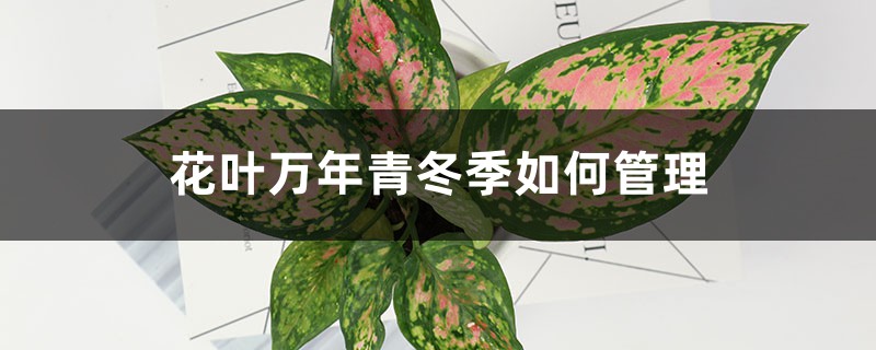 花叶万年青冬季如何管理 花叶万年青冬季如何管理