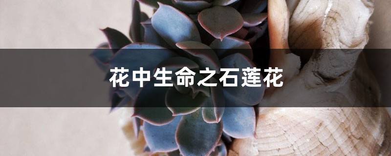 花中生命之石莲花 花中生命之石莲花