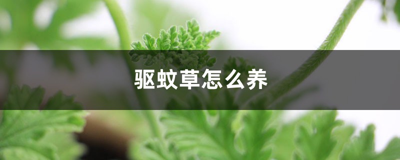 驱蚊草怎么养 驱蚊草怎么养