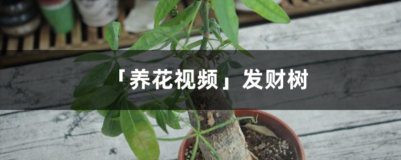 「养花视频」发财树 「养花视频」发财树