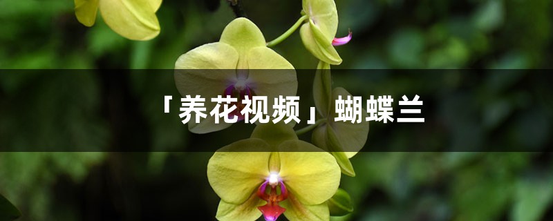 「养花视频」蝴蝶兰 「养花视频」蝴蝶兰