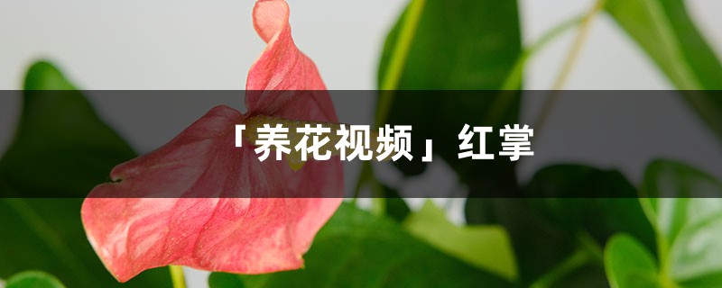 「养花视频」红掌 「养花视频」红掌