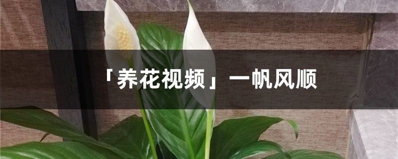 「养花视频」一帆风顺 「养花视频」一帆风顺