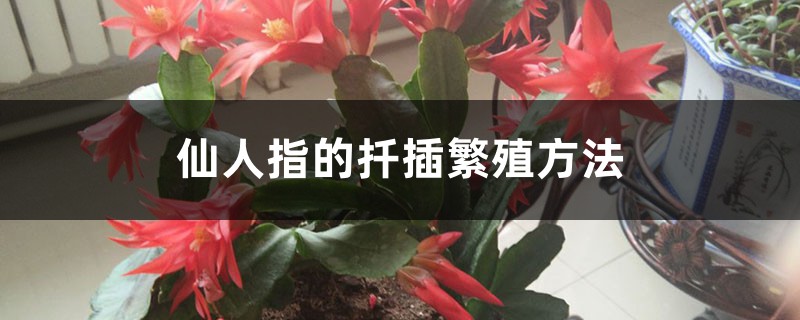 仙人指的扦插繁殖方法 仙人指的扦插繁殖方法
