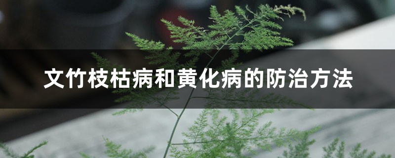 文竹枝枯病和黄化病的防治方法 文竹枝枯病和黄化病的防治方法