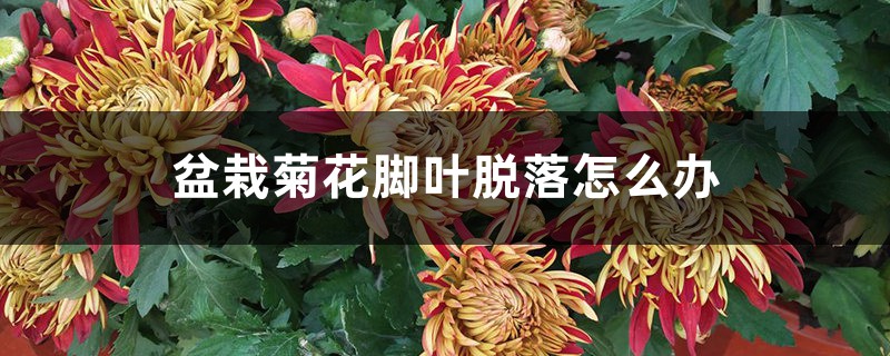 盆栽菊花脚叶脱落怎么办 盆栽菊花脚叶脱落怎么办