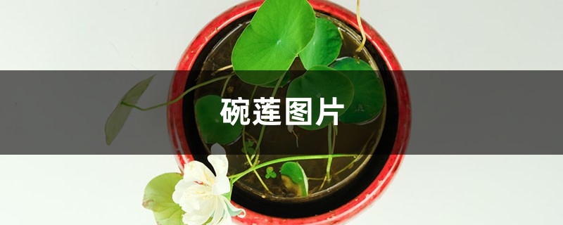 碗莲图片 碗莲图片