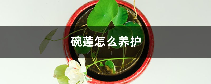 碗莲怎么养护 碗莲怎么养护