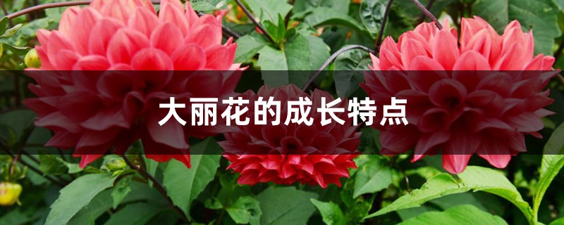 大丽花的成长特点 大丽花的成长特点