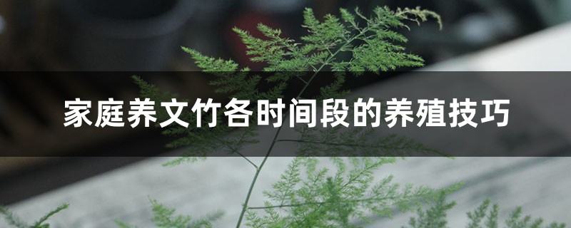 家庭养文竹各时间段的养殖技巧 家庭养文竹各时间段的养殖技巧