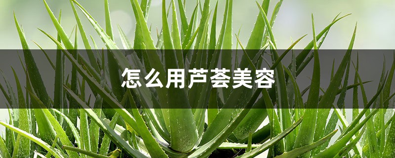 怎么用芦荟美容 怎么用芦荟美容