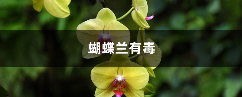 蝴蝶兰有毒吗 蝴蝶兰有毒吗