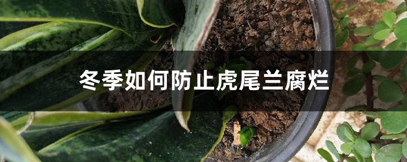 冬季如何防止虎尾兰腐烂 冬季如何防止虎尾兰腐烂