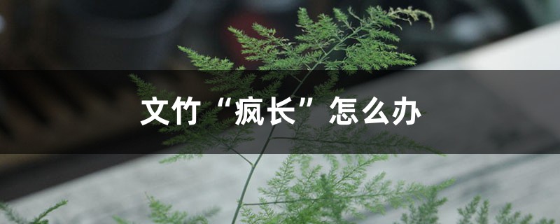 文竹“疯长”怎么办 文竹“疯长”怎么办
