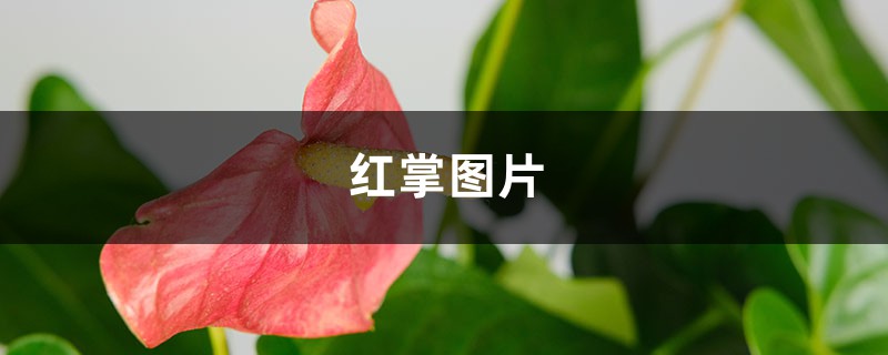 红掌图片 红掌图片
