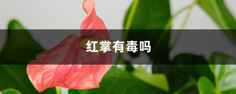 红掌有毒吗 红掌有毒吗