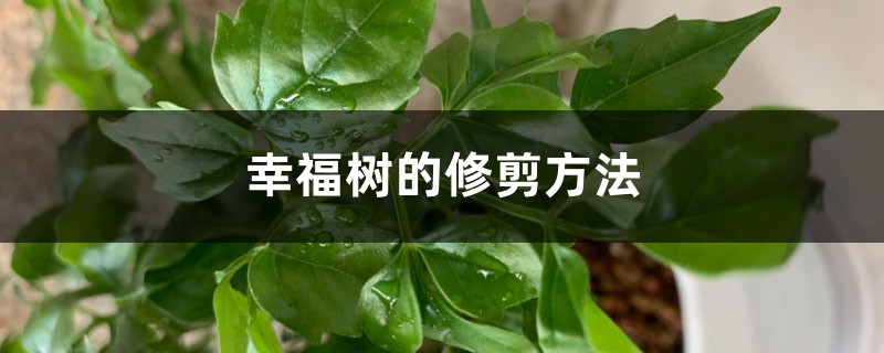 幸福树的修剪方法 幸福树的修剪方法
