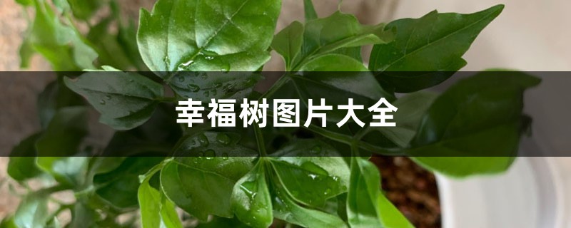 幸福树图片大全 幸福树图片大全