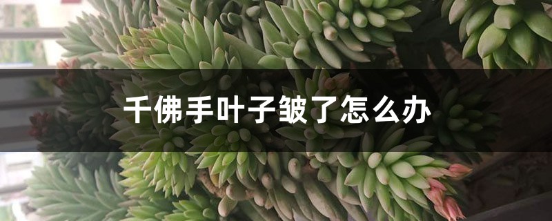 千佛手叶子皱了怎么办 千佛手叶子皱了怎么办