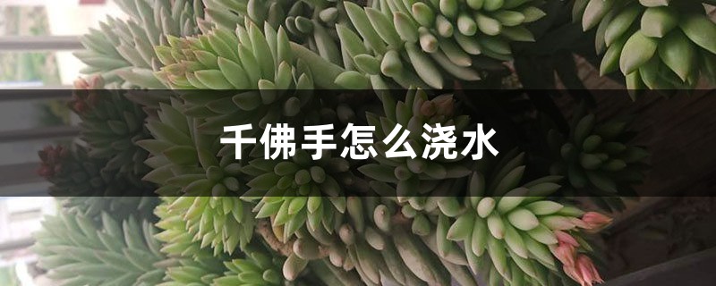 千佛手怎么浇水 千佛手怎么浇水