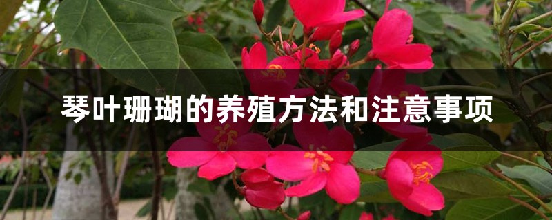 琴叶珊瑚的养殖方法和注意事项 琴叶珊瑚的养殖方法和注意事项