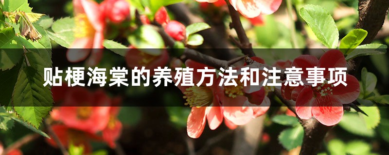 贴梗海棠的养殖方法和注意事项 贴梗海棠的养殖方法和注意事项