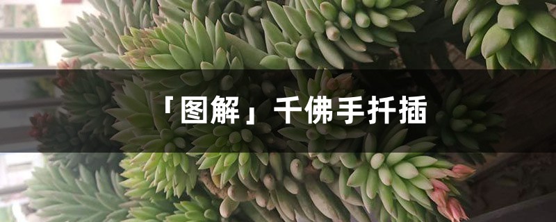 「图解」千佛手扦插 「图解」千佛手扦插