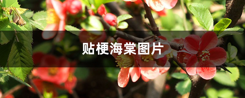 贴梗海棠图片 贴梗海棠图片