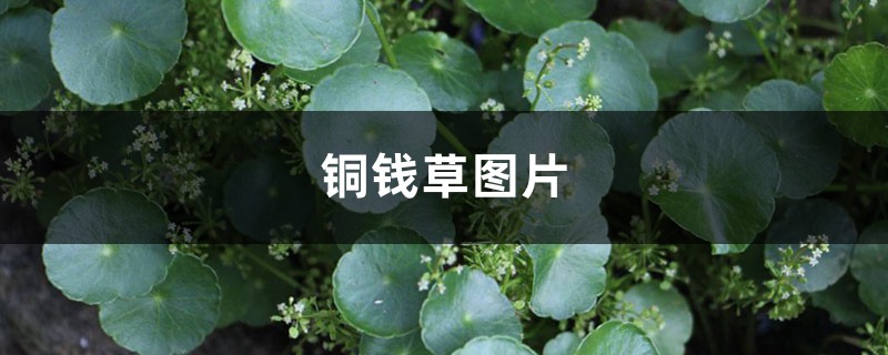 铜钱草图片 铜钱草图片