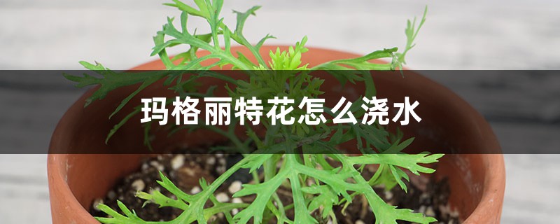 玛格丽特花怎么浇水 玛格丽特花怎么浇水