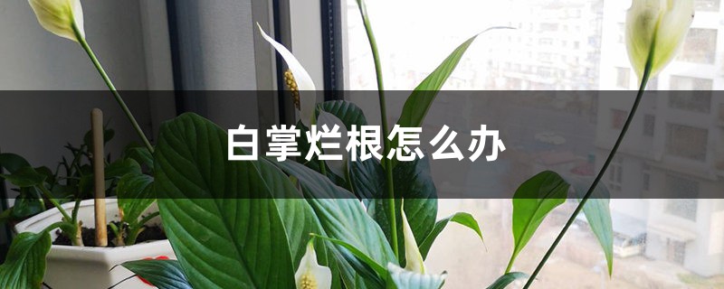 白掌烂根怎么办 白掌烂根怎么办