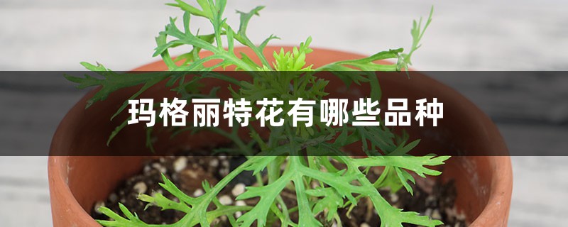 玛格丽特花有哪些品种 玛格丽特花有哪些品种