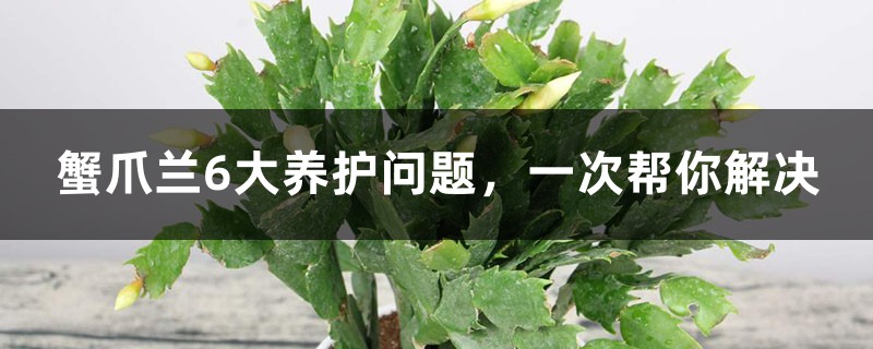 蟹爪兰6大养护问题,一次帮你解决 蟹爪兰6大养护问题,一次帮你解决