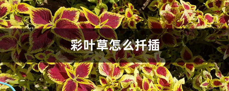 彩叶草怎么扦插 彩叶草怎么扦插