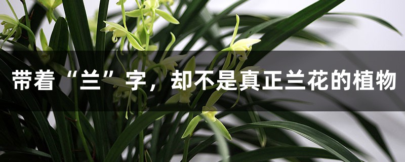 带着“兰”字,却不是真正兰花的植物 带着“兰”字,却不是真正兰花的植物