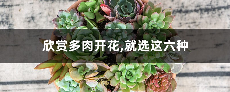 欣赏多肉开花,就选这六种 欣赏多肉开花,就选这六种