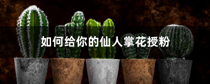如何给你的仙人掌花授粉 如何给你的仙人掌花授粉