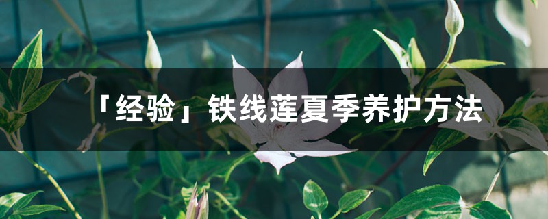 「经验」铁线莲夏季养护方法 「经验」铁线莲夏季养护方法