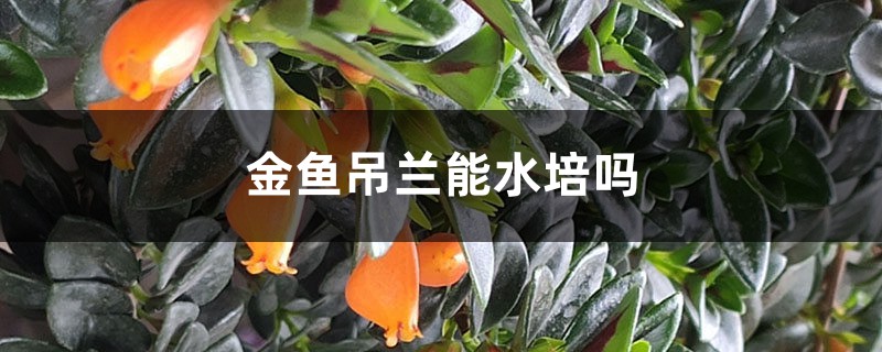 金鱼吊兰能水培吗 金鱼吊兰能水培吗