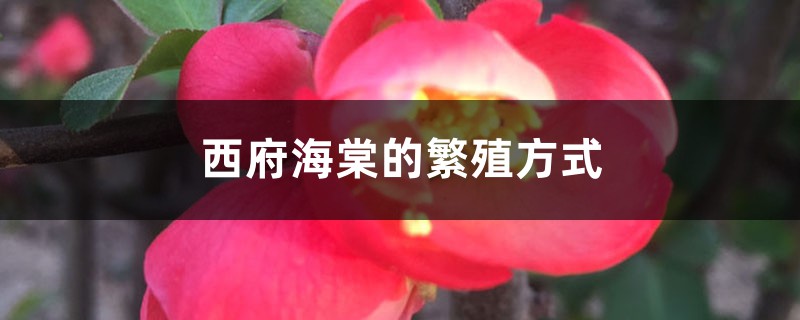 西府海棠的繁殖方式 西府海棠的繁殖方式
