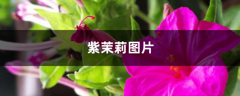 紫茉莉图片 紫茉莉图片