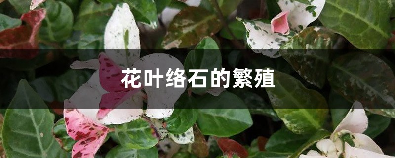 花叶络石的繁殖 花叶络石的繁殖