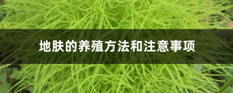 地肤的养殖方法和注意事项 地肤的养殖方法和注意事项