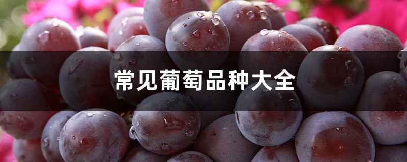 常见葡萄品种大全 常见葡萄品种大全