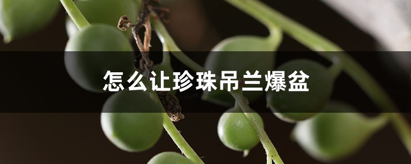 怎么让珍珠吊兰爆盆 怎么让珍珠吊兰爆盆
