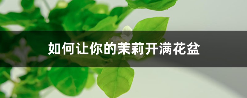 如何让你的茉莉开满花盆 如何让你的茉莉开满花盆