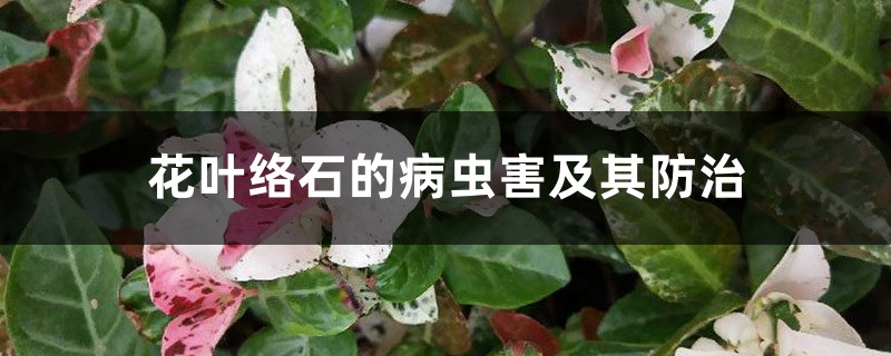 花叶络石的病虫害及其防治 花叶络石的病虫害及其防治