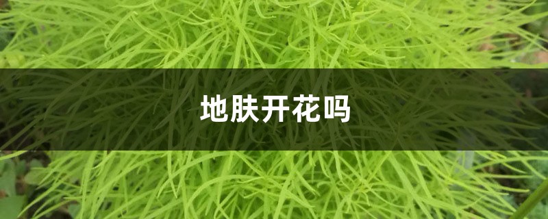 地肤开花吗 地肤开花吗