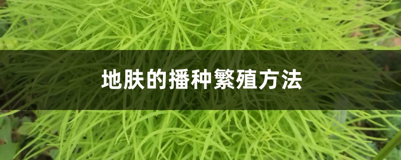 地肤的播种繁殖方法 地肤的播种繁殖方法