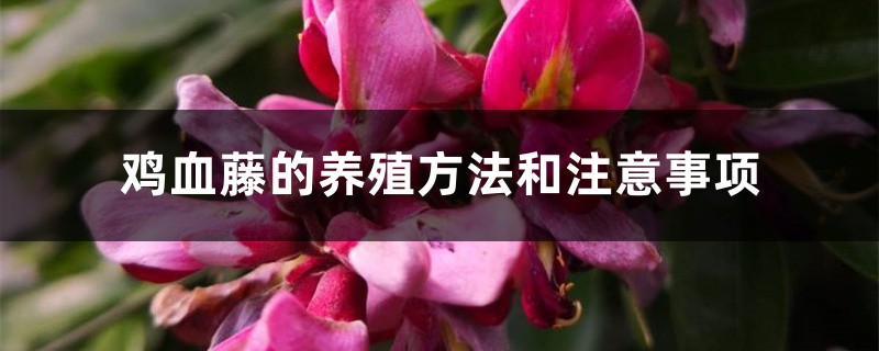 鸡血藤的养殖方法和注意事项 鸡血藤的养殖方法和注意事项